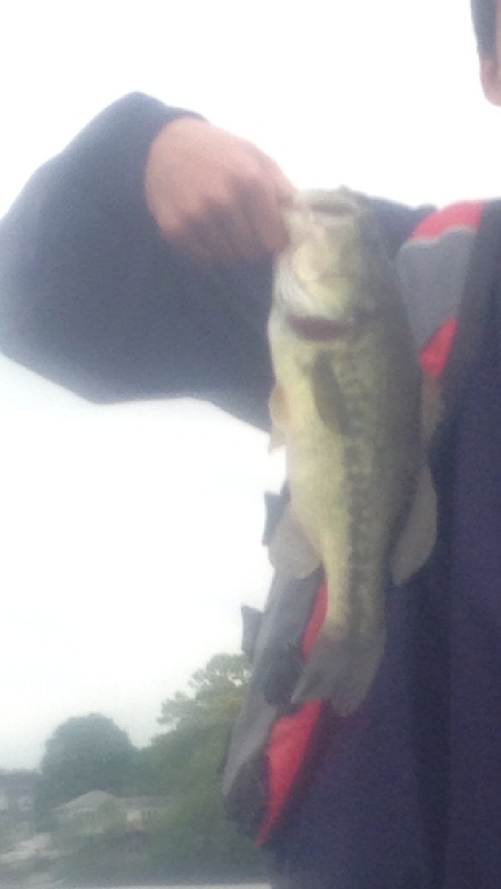 Largemouth bass 4