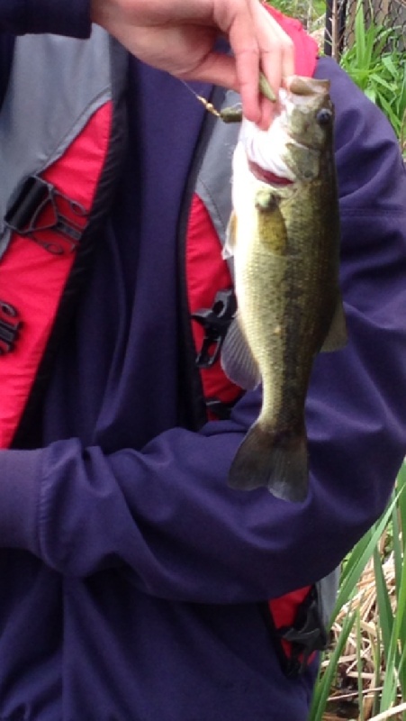 Largemouth bass 5