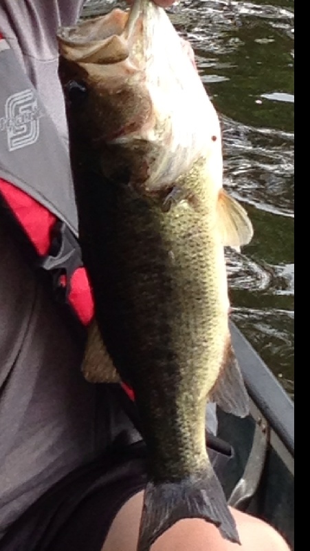 Largemouth bass 6