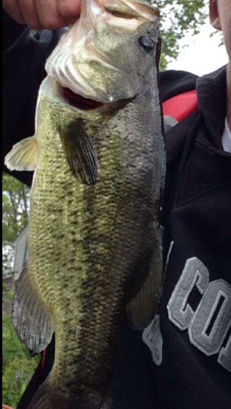 Largemouth bass 9