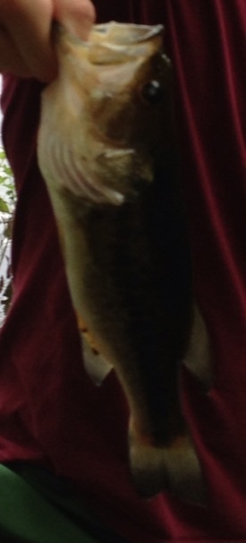 Largemouth bass 10