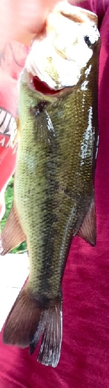 Largemouth bass 11