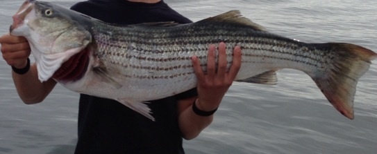 38in striper