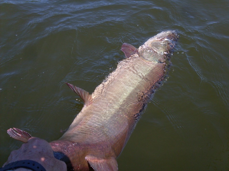 MUSKIE