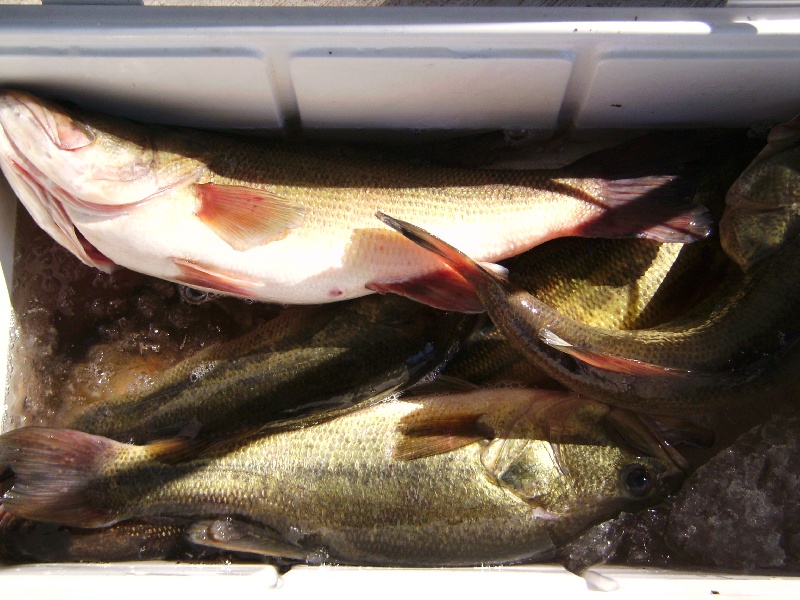 Cooler of Bass