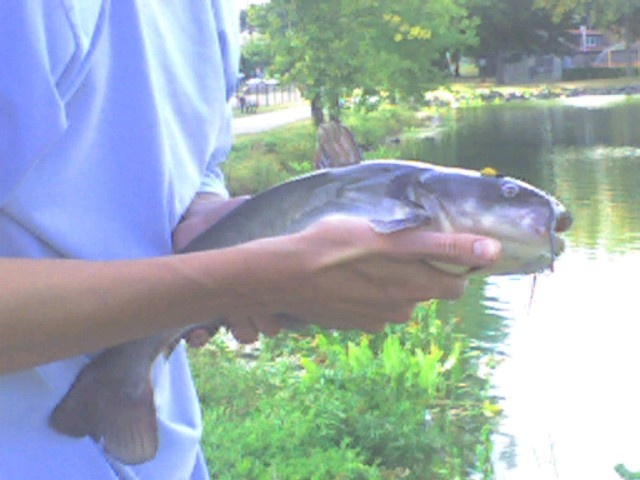 07' fish near Manhattan Community Board 4