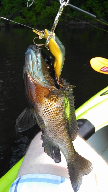 0.3 lb Bluegill