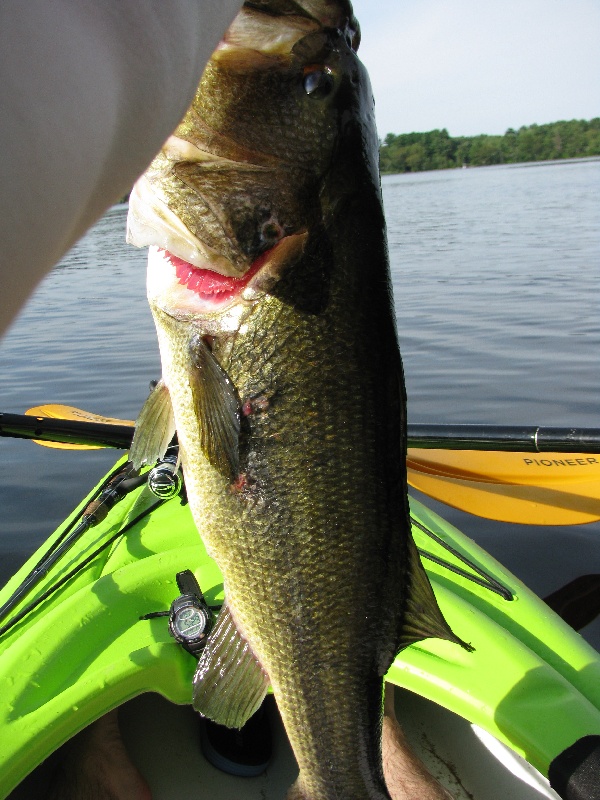 4.6 lb Largemouth!