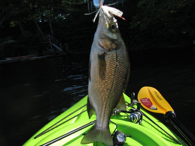 White Perch