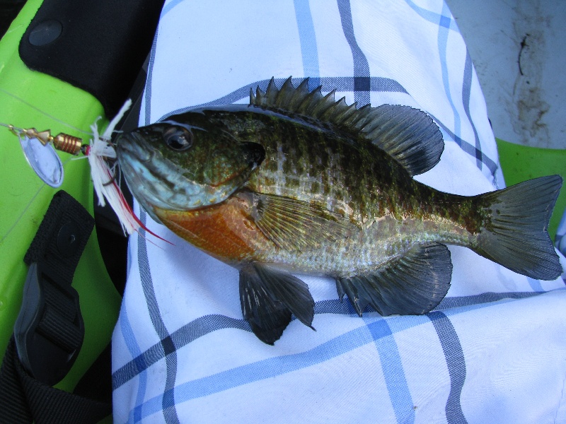 Bluegill