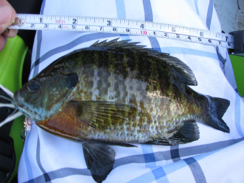 Bluegill