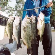 ball pond bass near Pawling