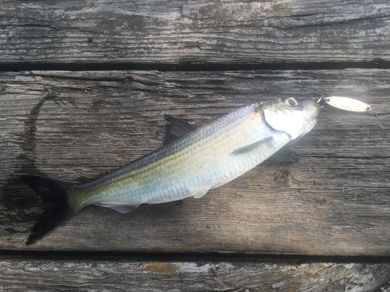 Charles River Herring