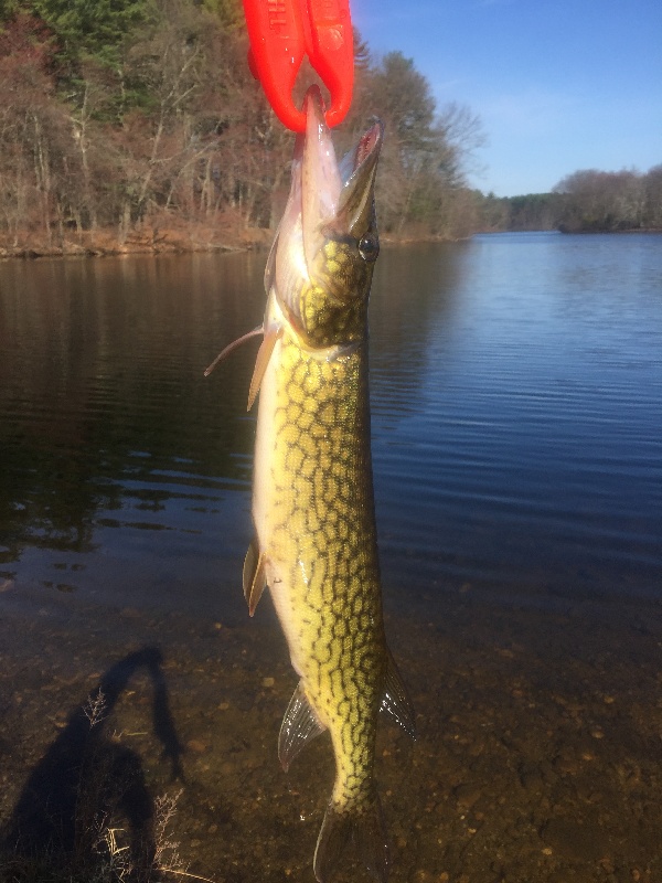 Spring pickerel 