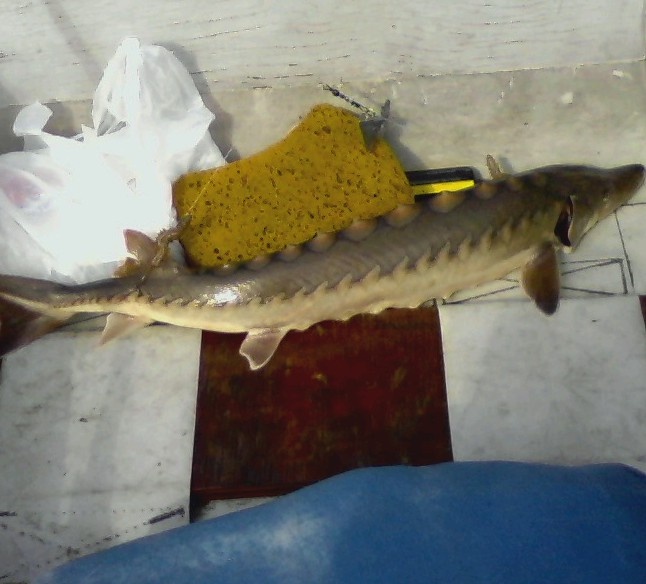 Sturgeon