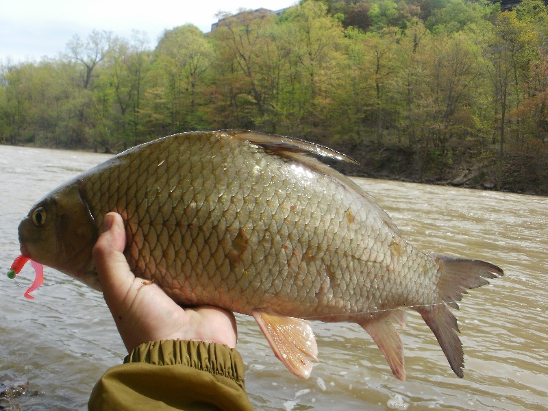 Brockport fishing photo 1