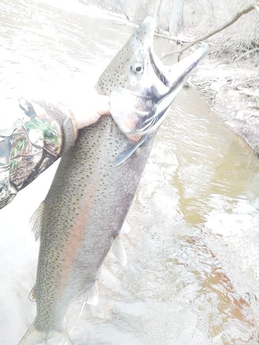 Bend lip steelhead near Hudson