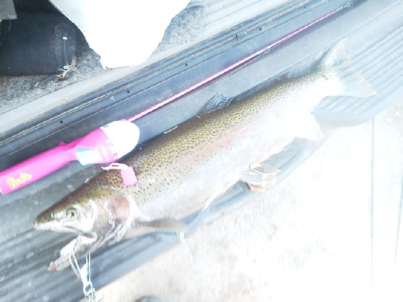 Bend lip steelhead near Hudson