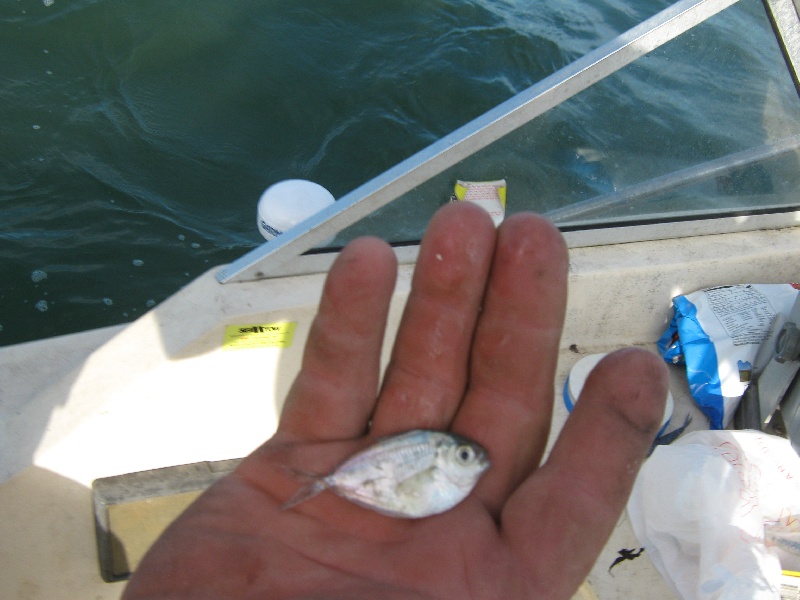 Middle Island fishing photo 5