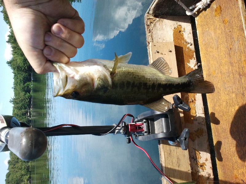 Babcock Lake 7/2/11 LMB near Poestenkill