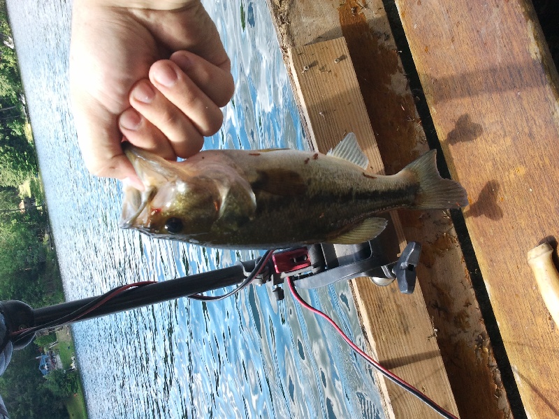 Babcock Lake 7/2/11 LMB near Poestenkill