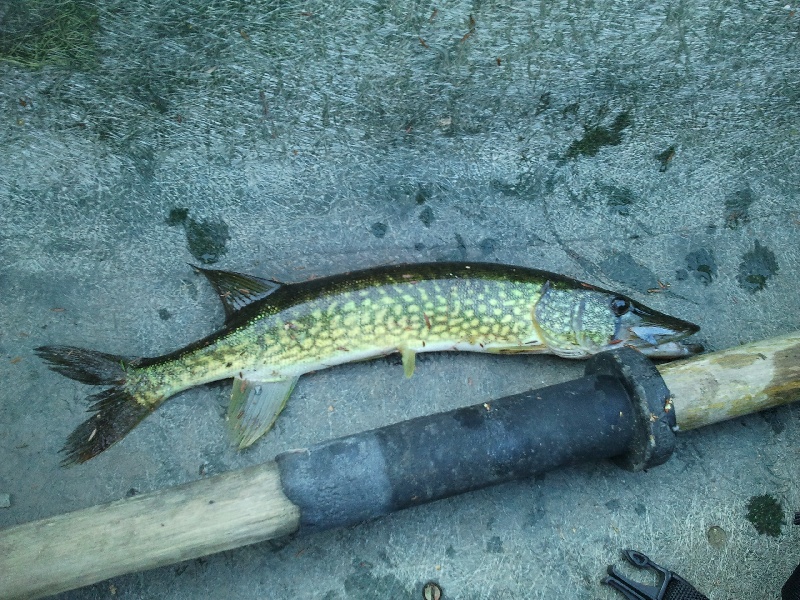 Pickerel near Hoosick Falls