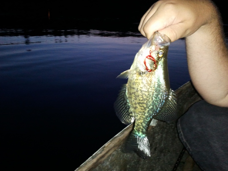 Crappie near Cambridge