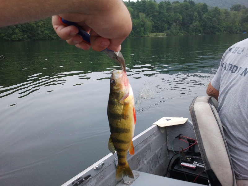 Yellow Perch near Nassau