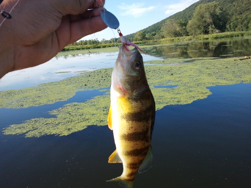 Perch near East Nassau