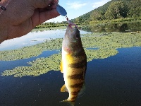 New Pond New Fish 8/20 Fishing Report
