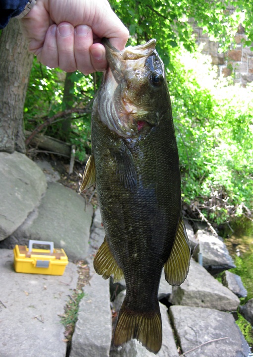 Smallmouth #1