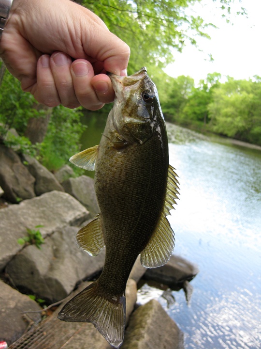 Smallmouth #3