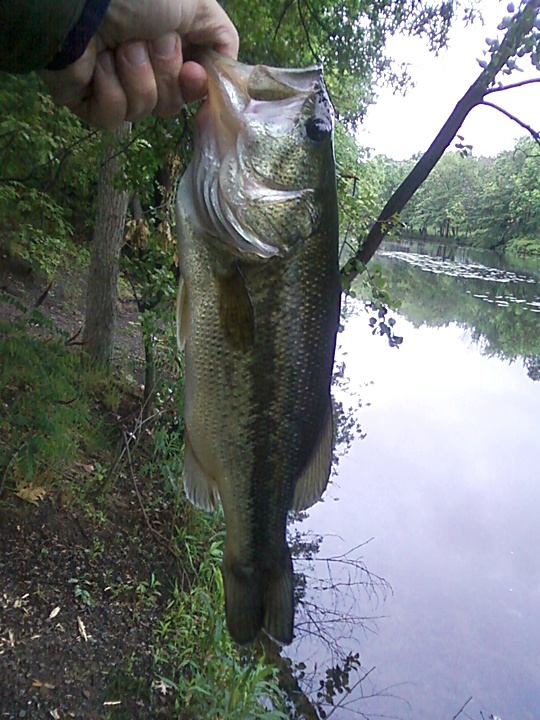 Largemouth