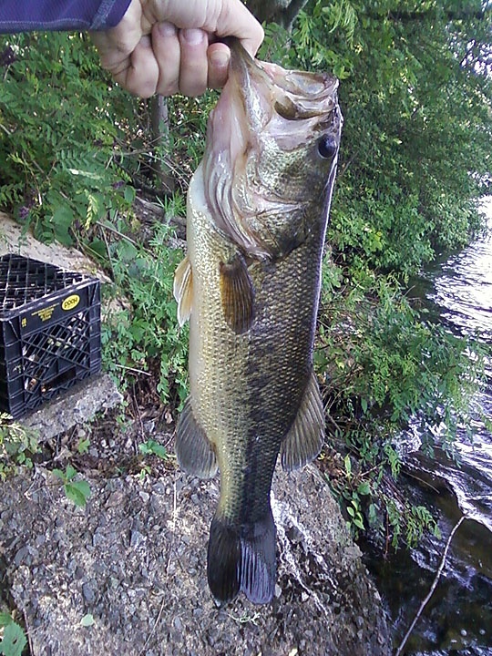 Largemouth #3