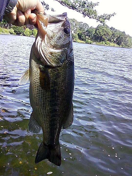 Largemouth #2