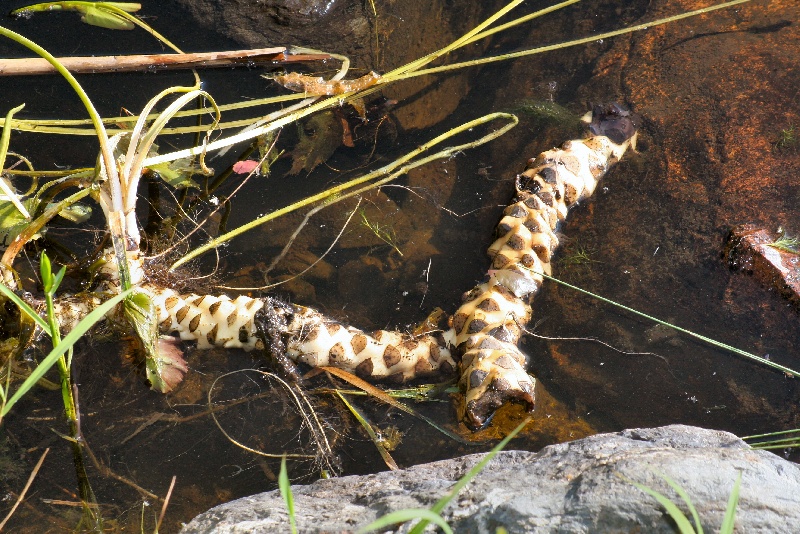 Strange looking root