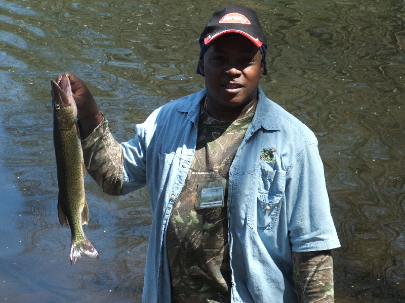 chain pickerel