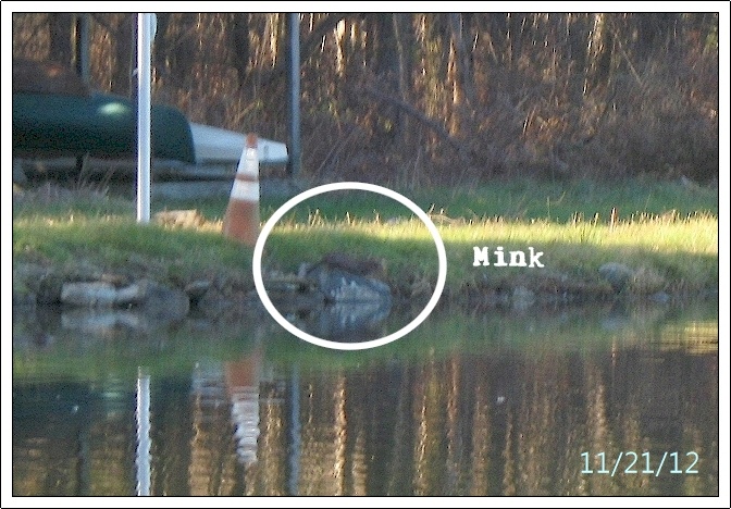 Mink  near Elmira Heights