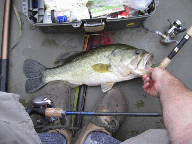 Nice Bass  near Big Flats Airport