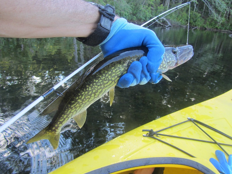 Decent sized pickerel