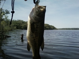 2.6 pound largemouth