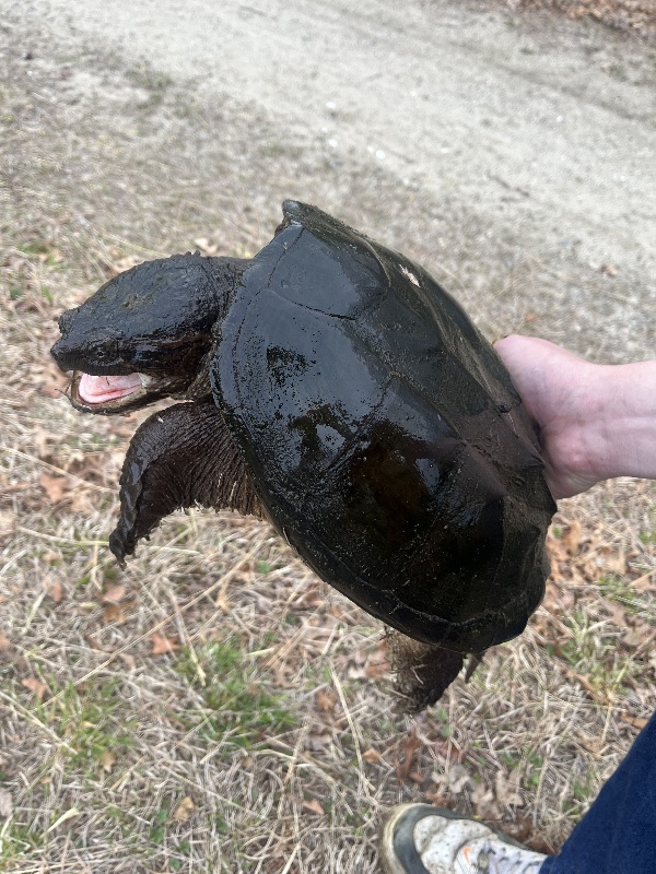 small snapping turtle 