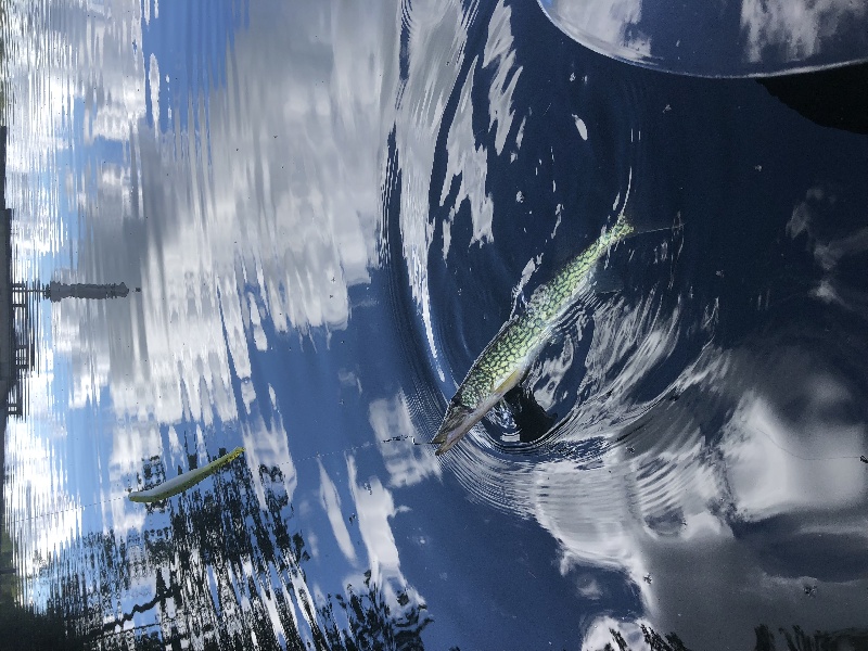 Green lure pickerle near Dover Plains