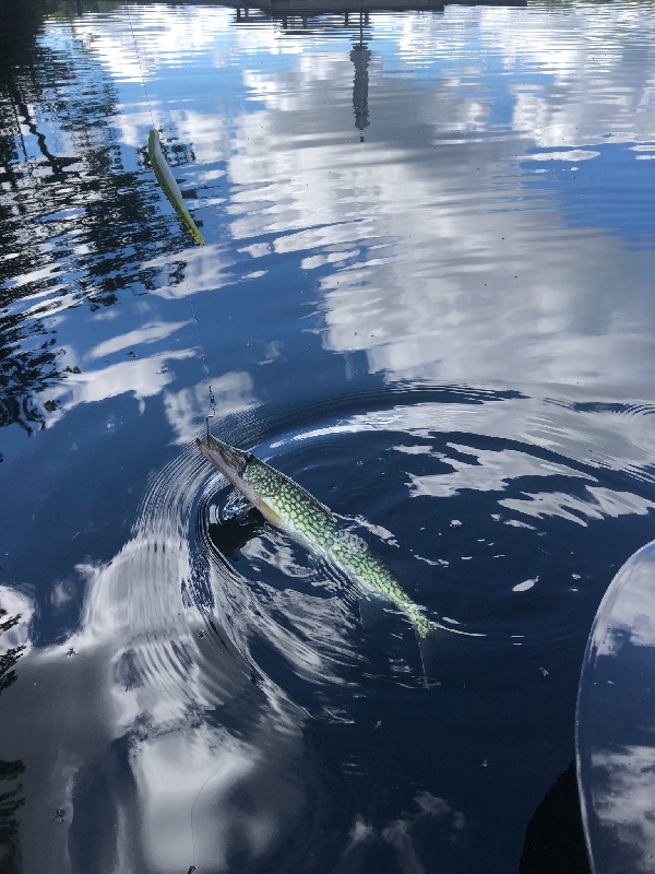 Green lure near Dover Plains