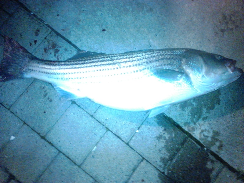 Atlantic Beach fishing photo 5