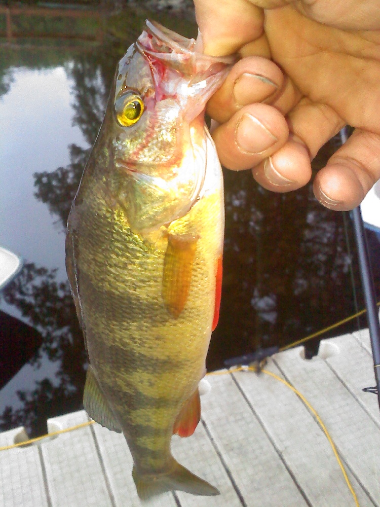 yellow perch