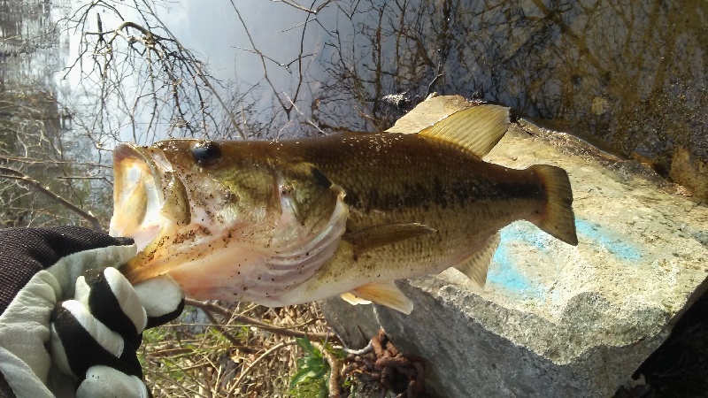 2nd Largemouth Bass 