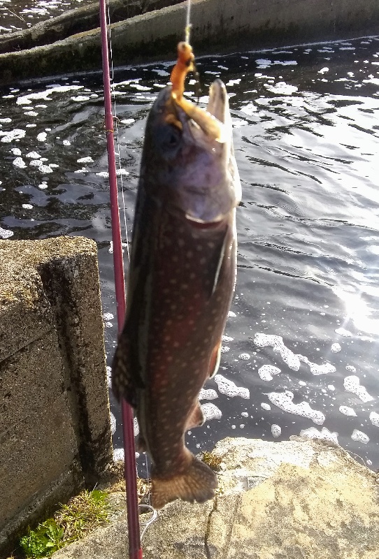 Brook Trout