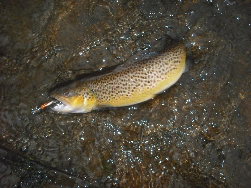 nice brown 