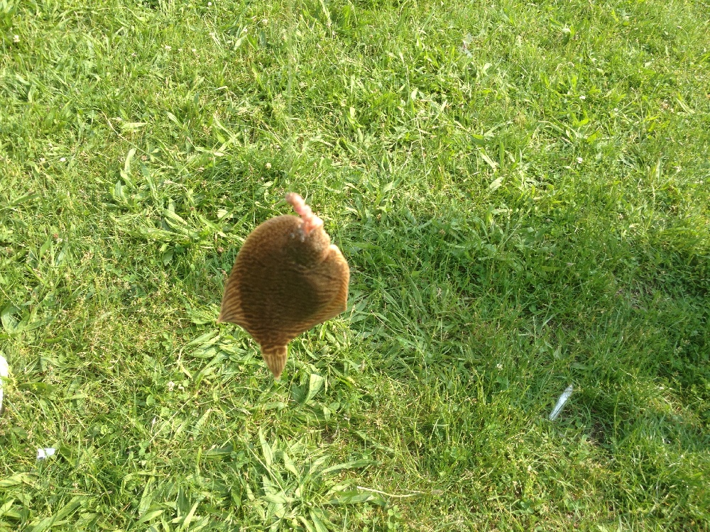 summer flounder (fluke)